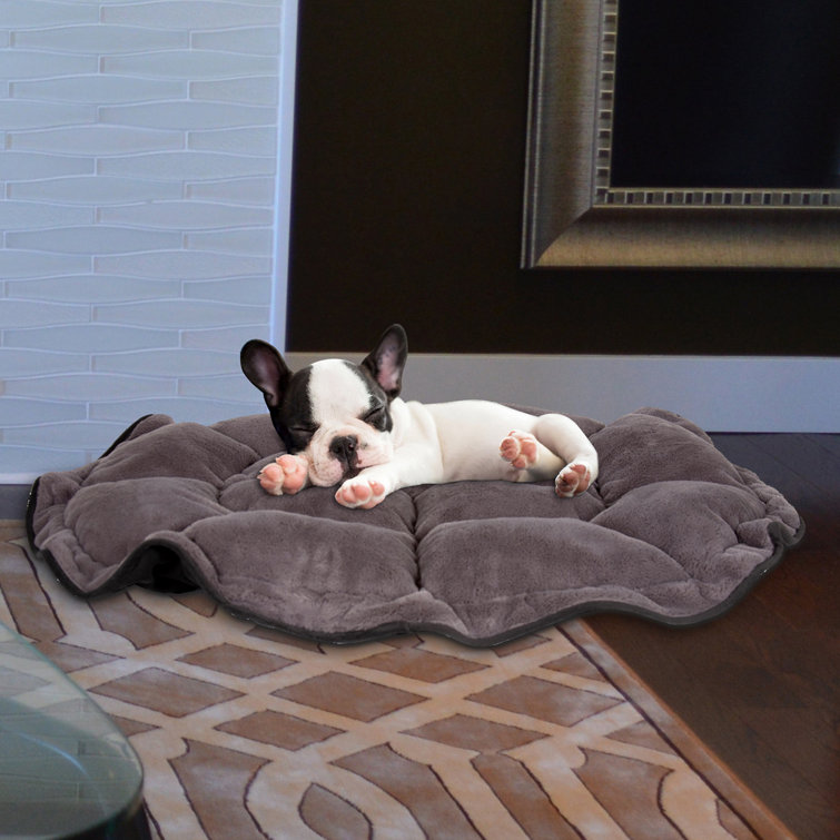 Carolina pet store company dog beds